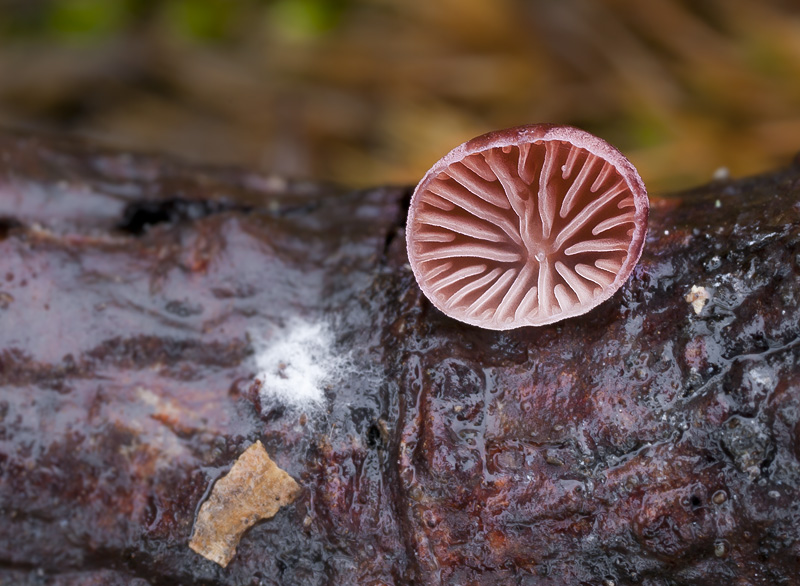 Panellus violaceofulvus